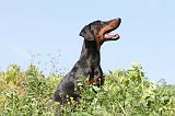 DOBERMANN 921